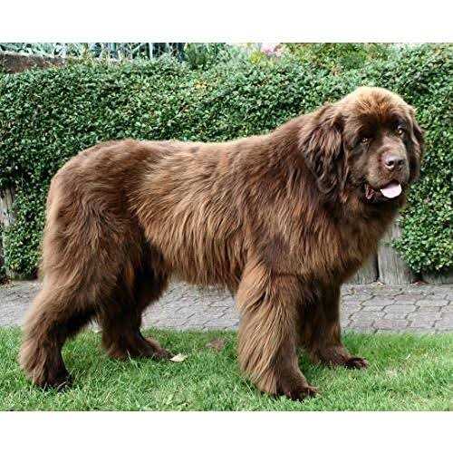 Yak Cheese Dog Chew S370