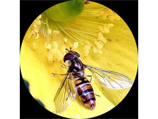 Trinocular Zoom Stereo Microscope with 54 LED Light L45582