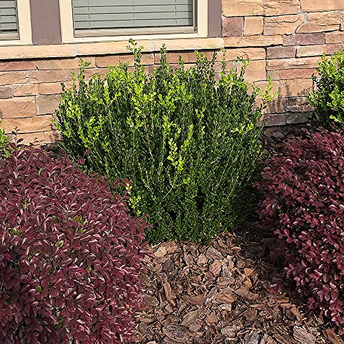 2.25 Gal Green Foliage Boxwood Q5097