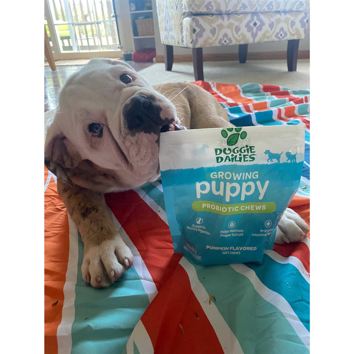 Puppy Probiotic with Digestive Enzymes Z15778