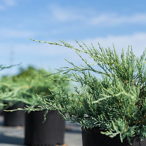 Grey Owl Juniper 3 Gallon Evergreen Low Spreading Shrub V68718