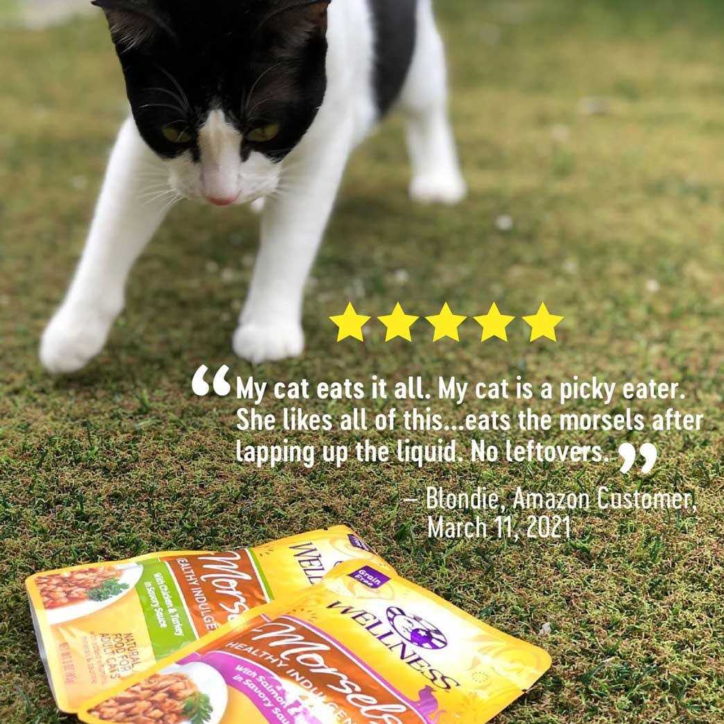 Natural Grain Free Wet Cat Food Morsels Variety Pack W9792