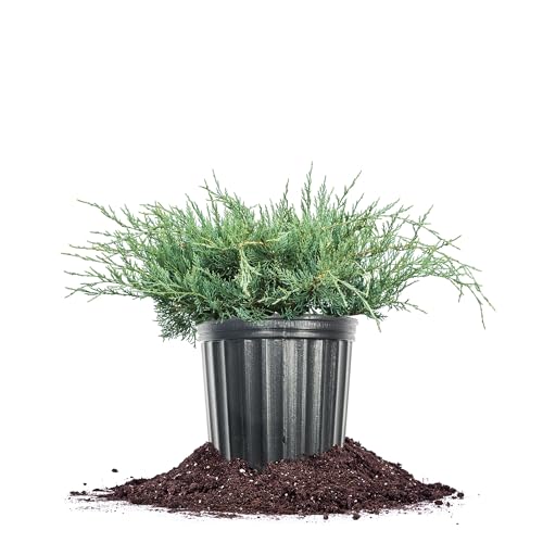 Grey Owl Juniper 3 Gallon Evergreen Low Spreading Shrub V68718