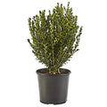 2.25 Gal Green Foliage Boxwood Q5097