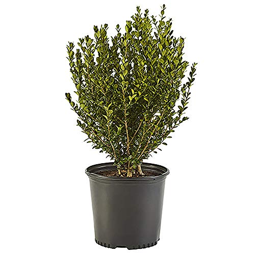 2.25 Gal Green Foliage Boxwood Q5097