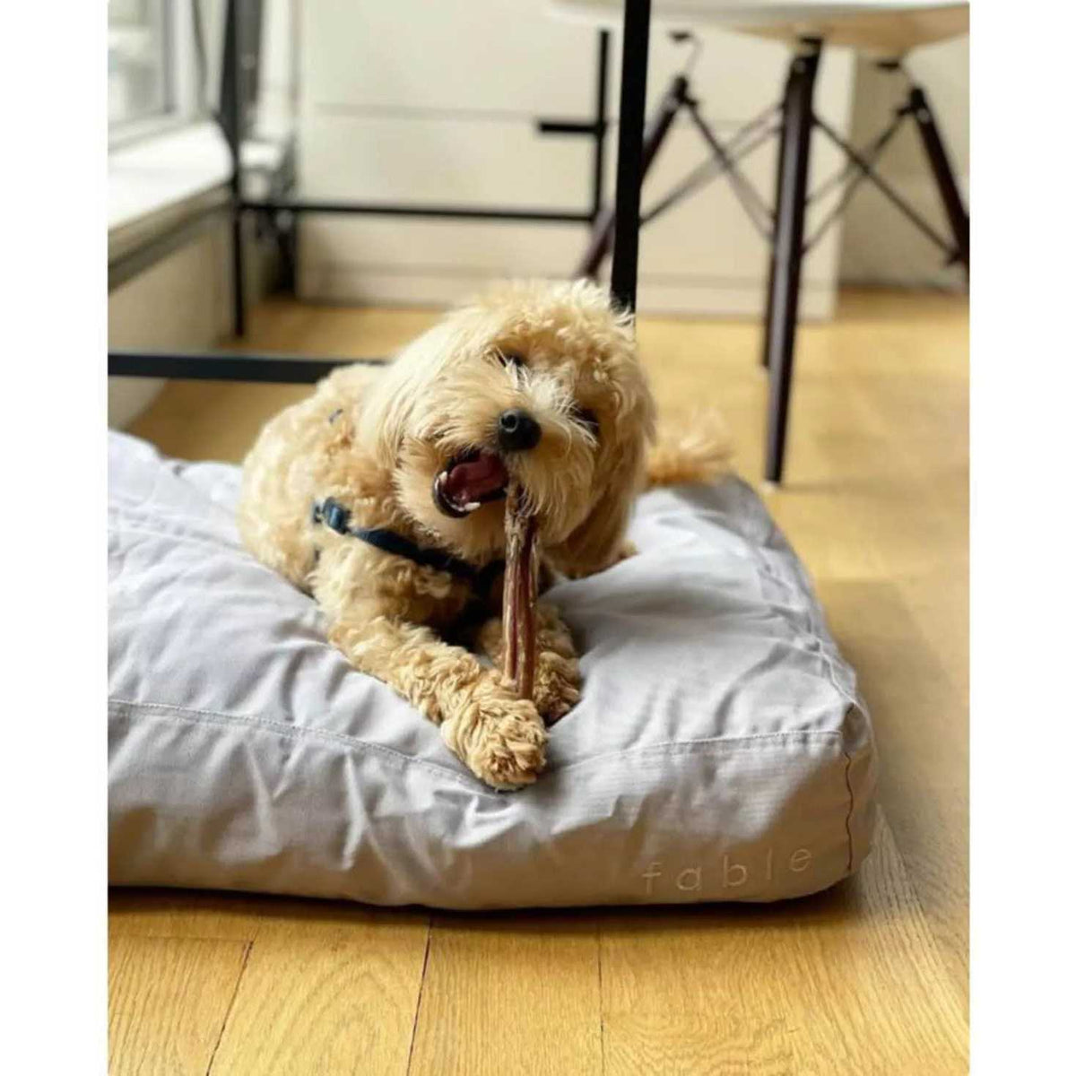 Dog Bed T896