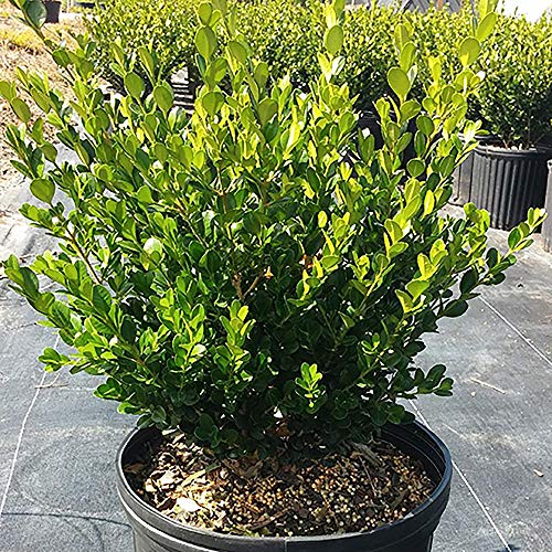 2.25 Gal Green Foliage Boxwood Q5097