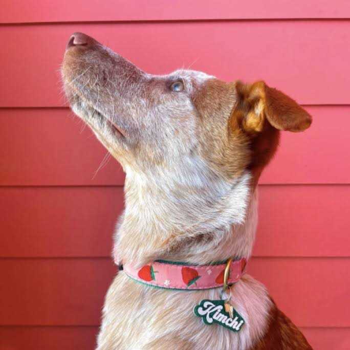 Strawberry Fields Dog Collar C2714