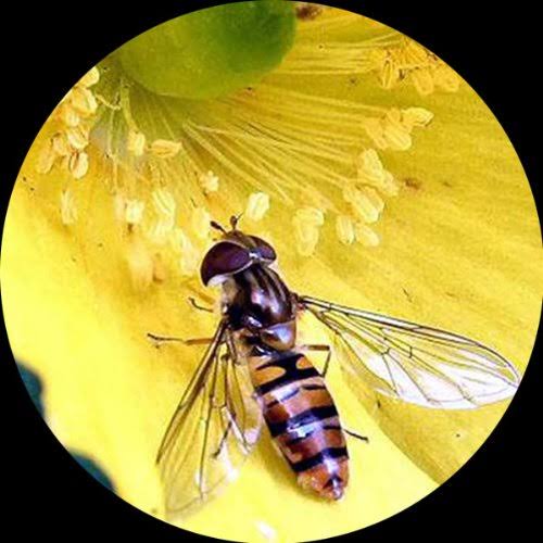 Trinocular Zoom Stereo Microscope with 54 LED Light L45582