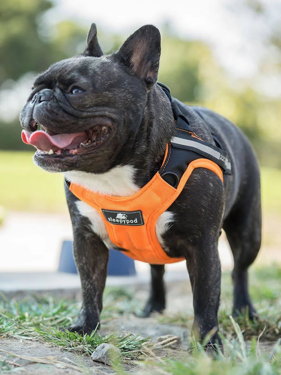 Large Black Dog Car Harness R54307
