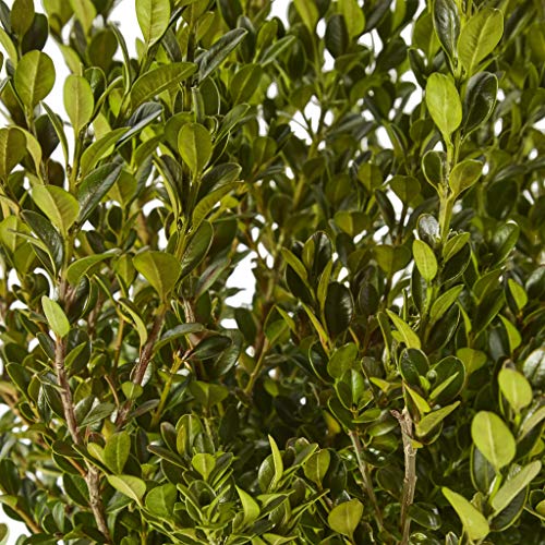 2.25 Gal Green Foliage Boxwood Q5097