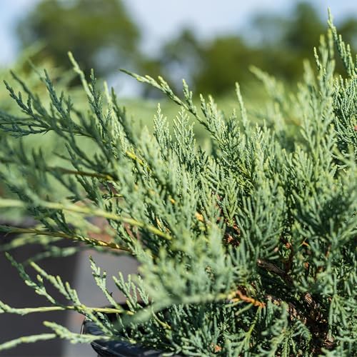 Grey Owl Juniper 3 Gallon Evergreen Low Spreading Shrub V68718
