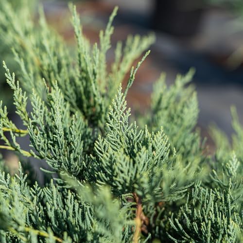 Grey Owl Juniper 3 Gallon Evergreen Low Spreading Shrub V68718