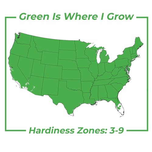 Grey Owl Juniper 3 Gallon Evergreen Low Spreading Shrub V68718