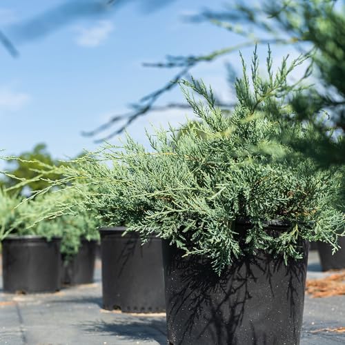 Grey Owl Juniper 3 Gallon Evergreen Low Spreading Shrub V68718