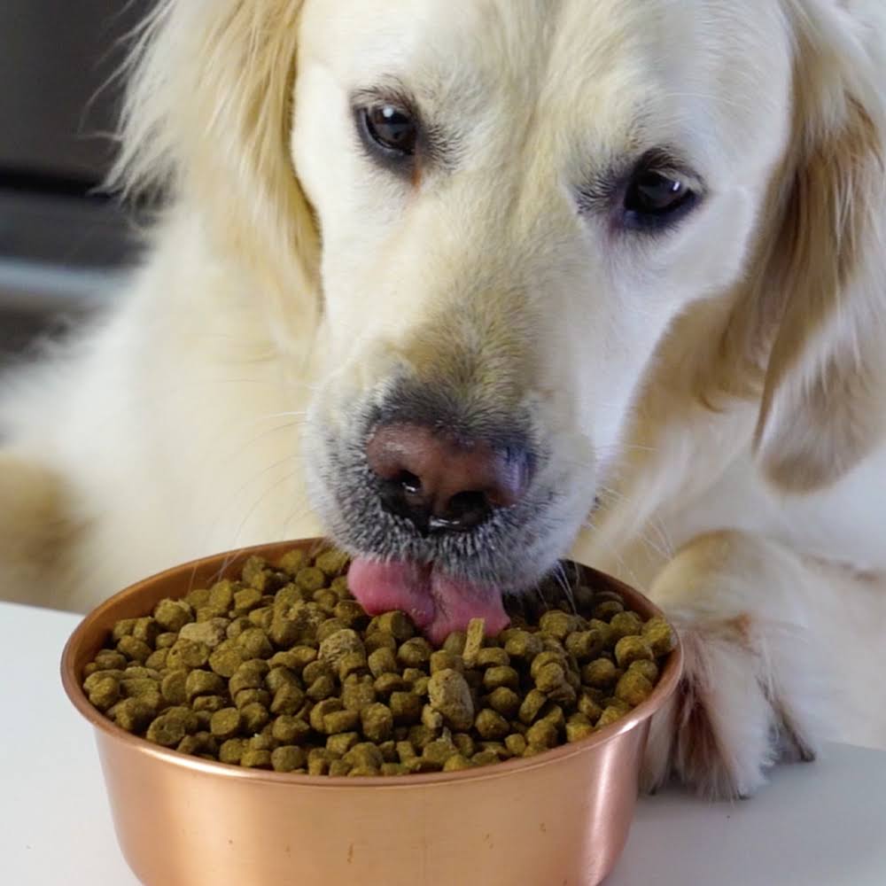 22 lbs Dry Dog Food N904809