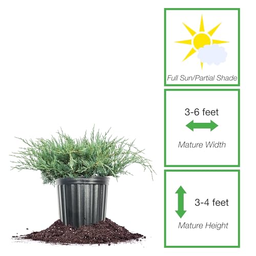 Grey Owl Juniper 3 Gallon Evergreen Low Spreading Shrub V68718