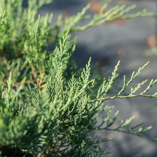 Grey Owl Juniper 3 Gallon Evergreen Low Spreading Shrub V68718