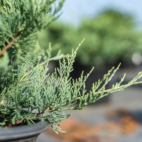 Grey Owl Juniper 3 Gallon Evergreen Low Spreading Shrub V68718