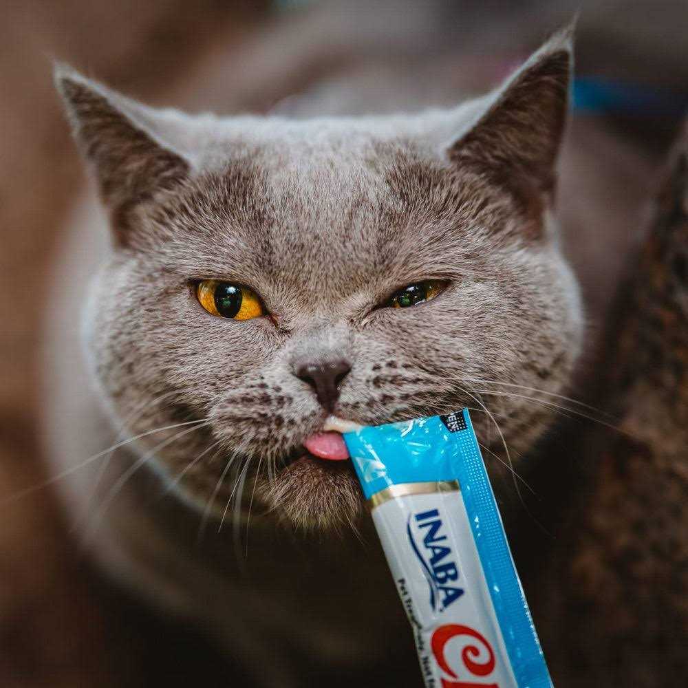 Lickable Creamy Puree Cat Treats C2645