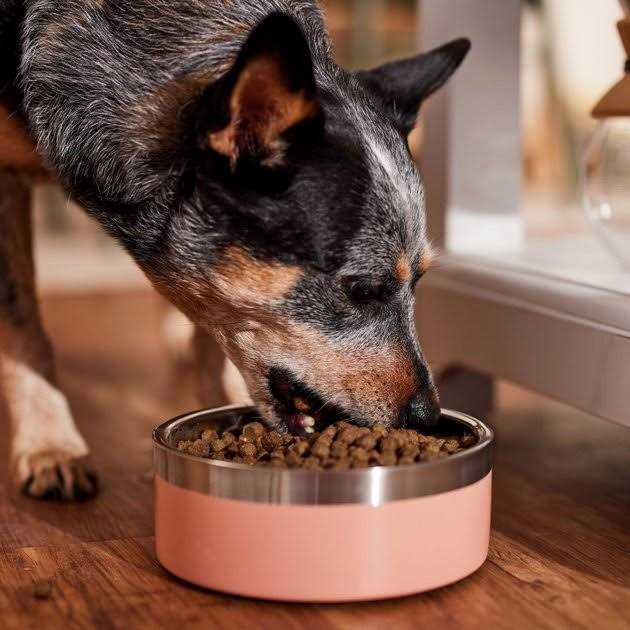 Dog Food T341