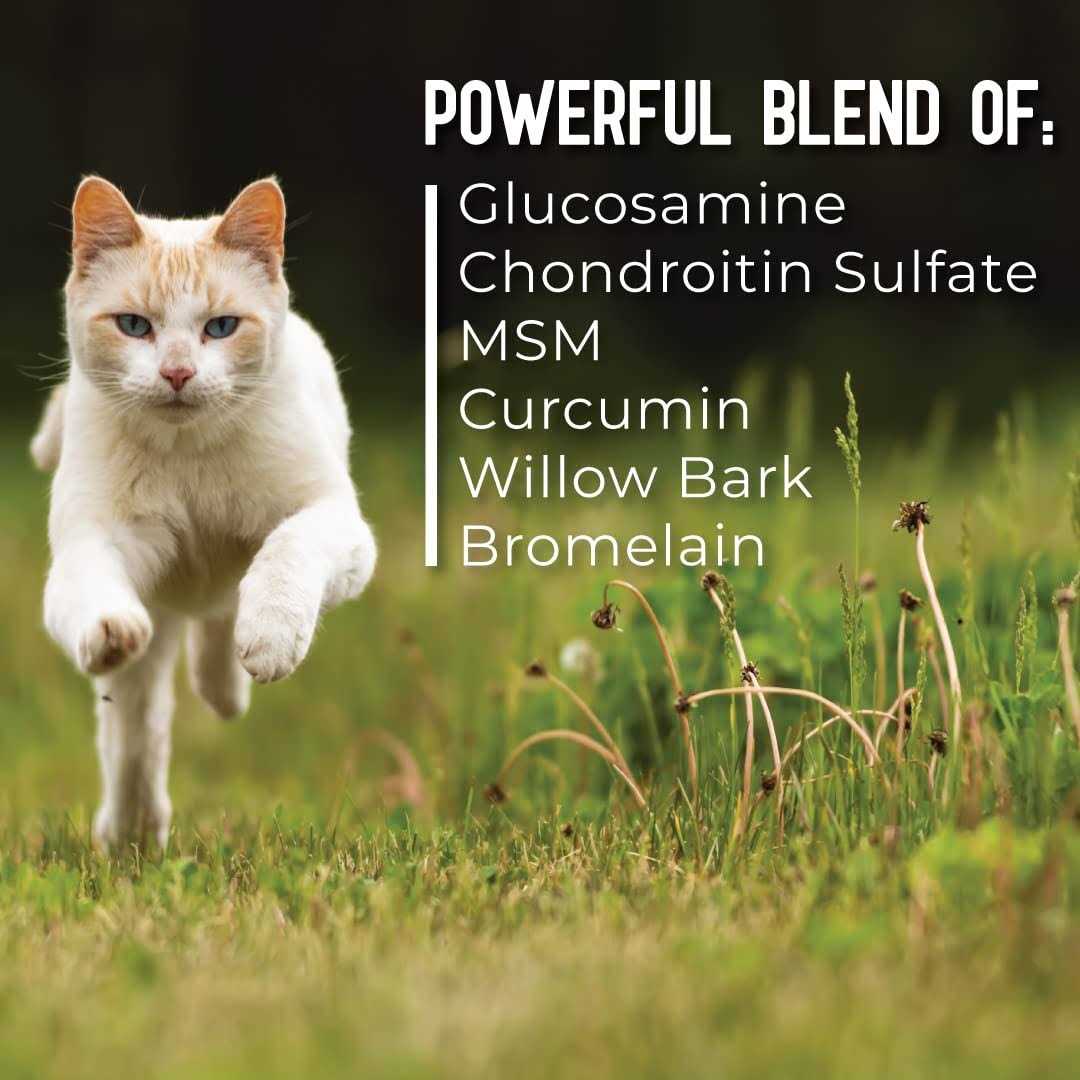 Hip + Joint Mobility Collar for Cats P311